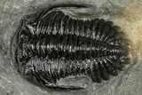 Detailed Hollardops Trilobite Fossil - Excellent Eyes #359504-1